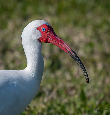 WhiteIbisFtDesoto20190324_0002-Edit