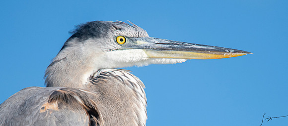 GreatBlueHeronFtDesoto20190325_0485