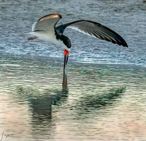BlackSkimmerBreedingAdultFtDesoto20190410_0389-Edit-2