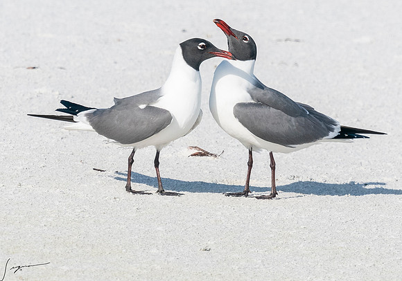 LaughingGullFtDesoto20190408_0427