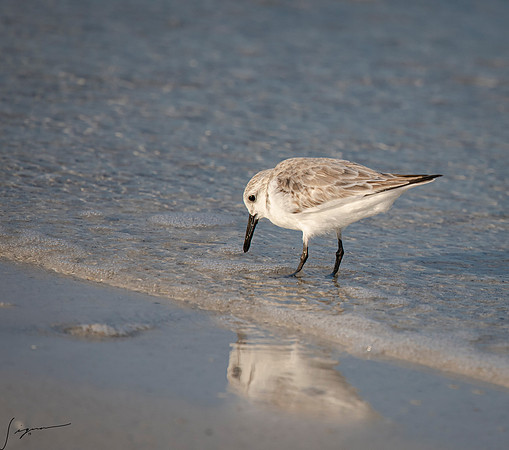 SanderlingFtDesoto20190325_0298