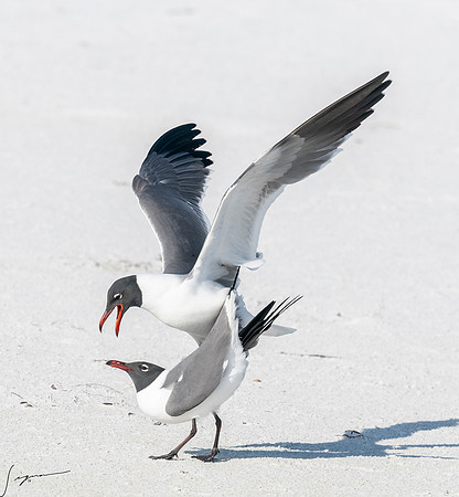 LaughingGullFtDesoto20190408_0469