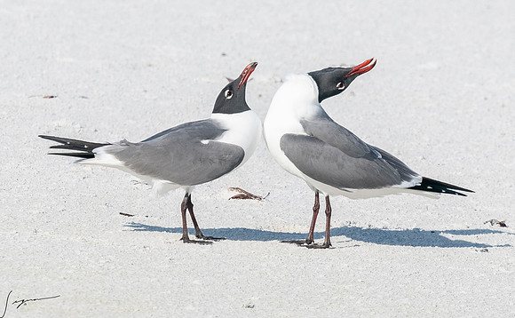 LaughingGullFtDesoto20190408_0428