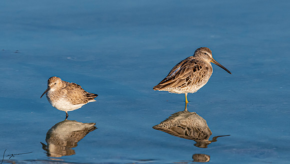 Dunlin&ShortbilledDowitcherFtDesoto20190324_0704