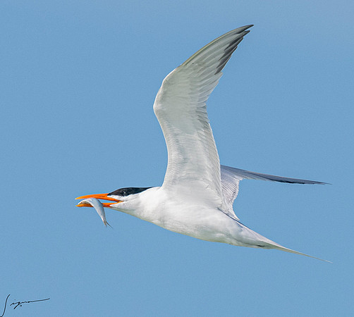 RoyalTernFtDesoto20190408_0543