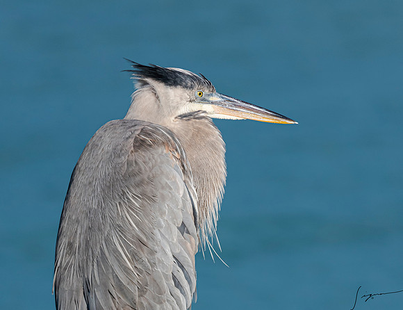 GreatBlueHeronFtDesoto20190325_0315