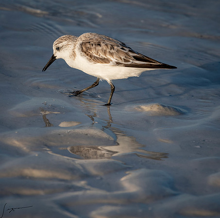 SanderlingFtDesoto20190408_0038