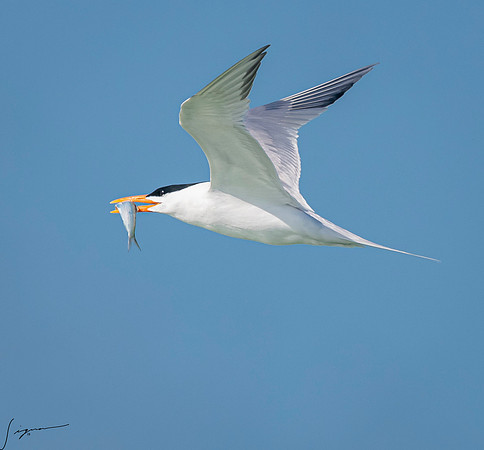 RoyalTernFtDesoto20190408_0529