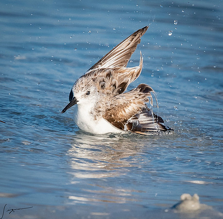 SanderlingFtDesoto20190408_0210
