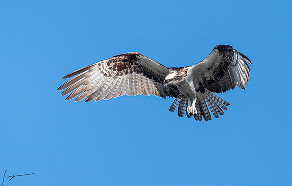 OspreyFtDesoto20190410_0125