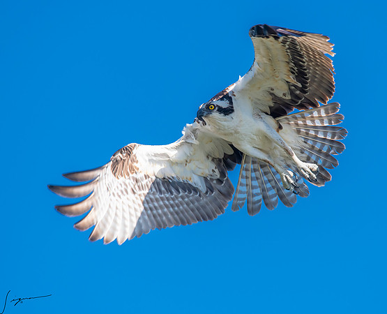 OspreyFtDesoto20190325_0924