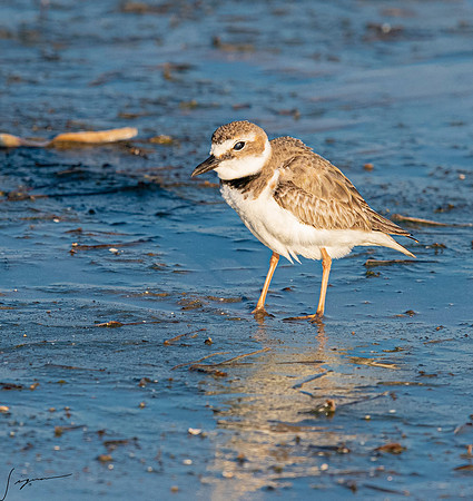 Wilson'sPloverFtDesoto20190324_0716