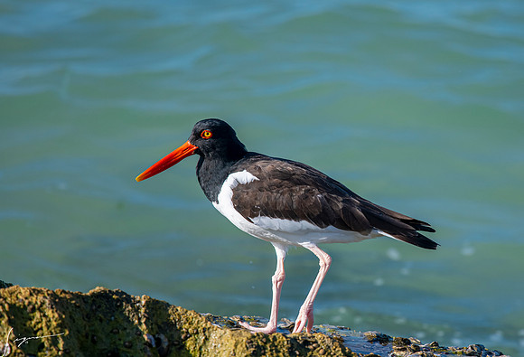 AmericanOysterCatcherAdultFtDesoto20190325_0651