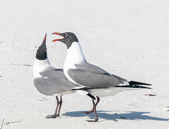 LaughingGullFtDesoto20190408_0462