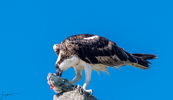 OspreyFtDesoto20190325_0968