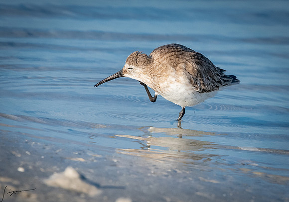 SanderlingFtDesoto20190408_0181