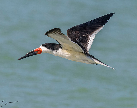 BlackSkimmerFtDesoto20190408_0665