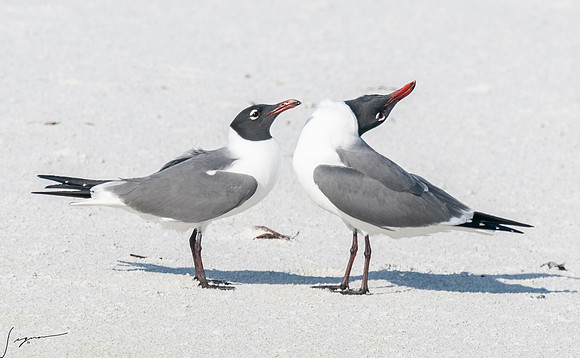 LaughingGullFtDesoto20190408_0429