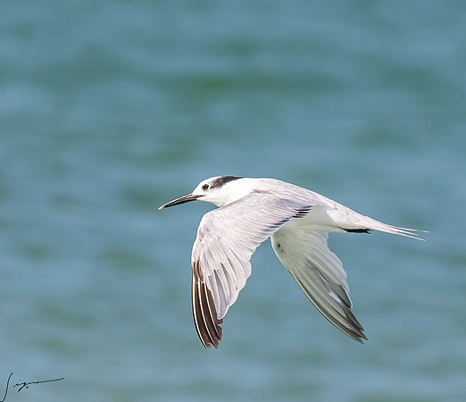 SandwichTernFtDesoto20190408_0505