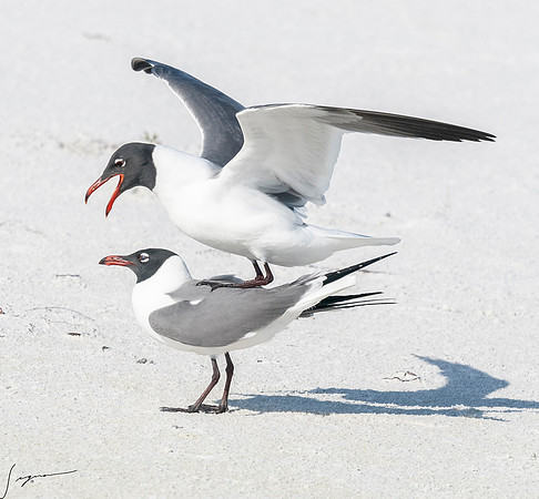 LaughingGullFtDesoto20190408_0482