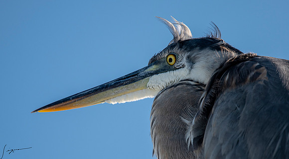 GreatBlueHeronFtDesoto20190325_0534
