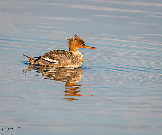 RedBrestedMerganserImmatureorFemaleFtDesoto20190324_0682-Edit