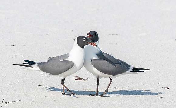 LaughingGullFtDesoto20190408_0433