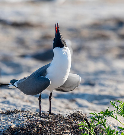 LaughingGullFtDesoto20190324_0346