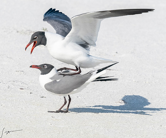 LaughingGullFtDesoto20190408_0478