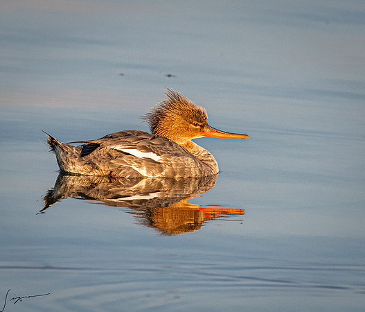 RedBrestedMerganserImmatureorFemaleFtDesoto20190324_0729