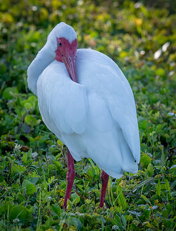 WhiteIbisFtDesoto20190324_0221-Edit