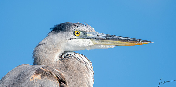 GreatBlueHeronFtDesoto20190325_0482