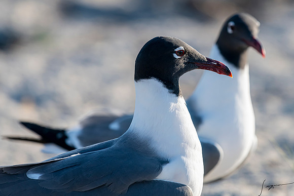 LaughingGullsFtDesoto20190324_0374