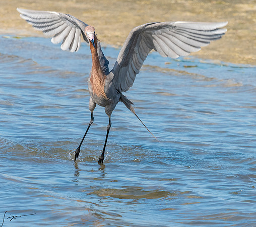 ReddishEgretFtDesoto20190408_0309