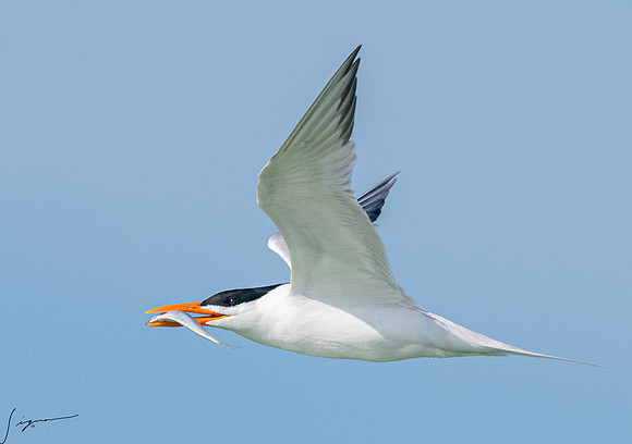 RoyalTernFtDesoto20190408_0534