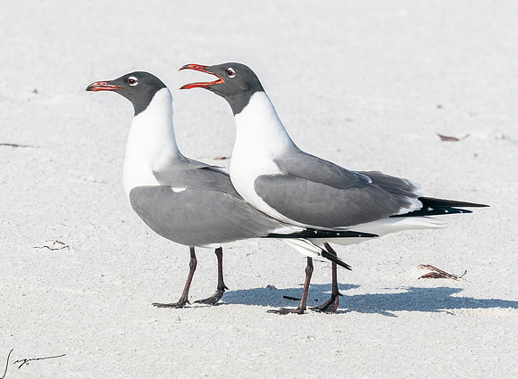 LaughingGullFtDesoto20190408_0457