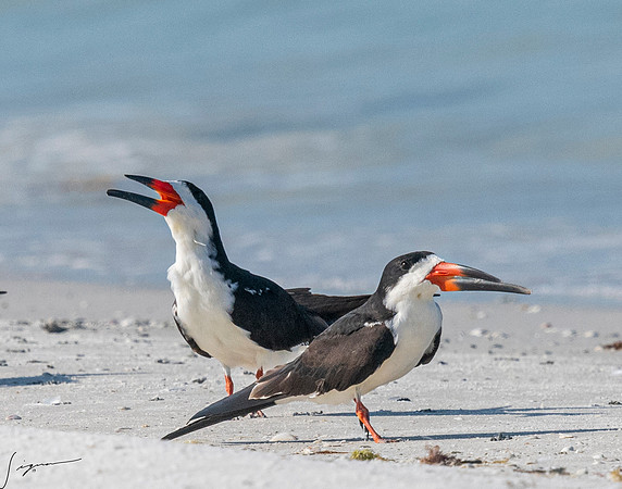 BlackSkimmerFtDesoto20190408_0686