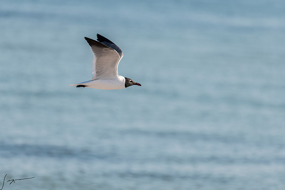 LaughingGullFtDesoto20190324_0315-Edit