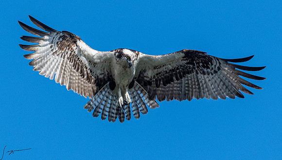 OspreyFtDesoto20190410_0139