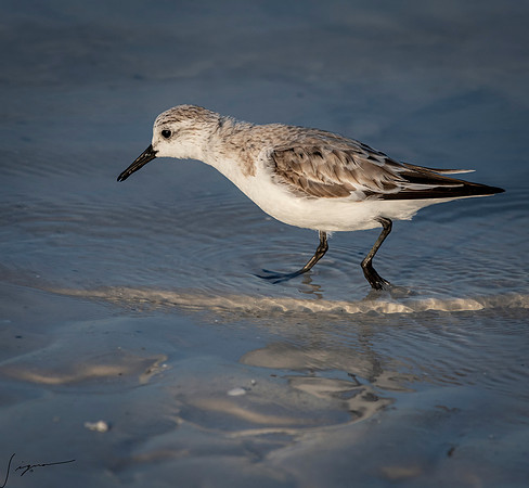SanderlingFtDesoto20190408_0036