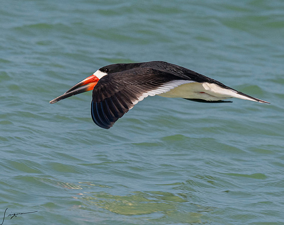 BlackSkimmerFtDesoto20190408_0610