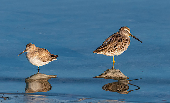 Dunlin&ShortbilledDowitcherFtDesoto20190324_0702