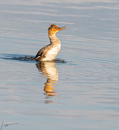 RedBrestedMerganserImmatureorFemaleFtDesoto20190324_0680