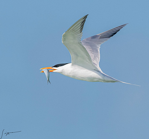 RoyalTernFtDesoto20190408_0531