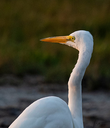 GreatEgretFtDesoto20190325_0133