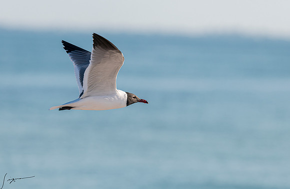 LaughingGullFtDesoto20190324_0317-Edit