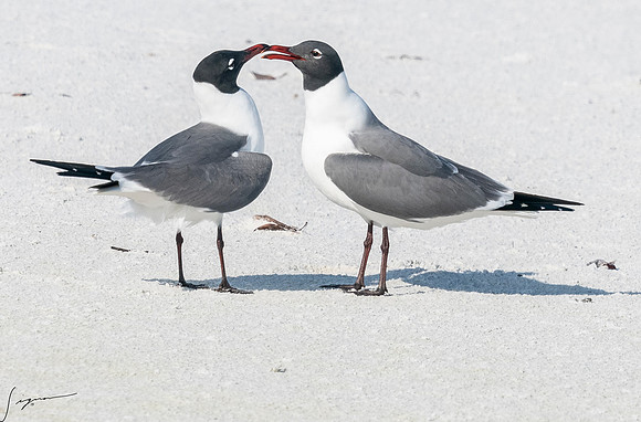 LaughingGullFtDesoto20190408_0426