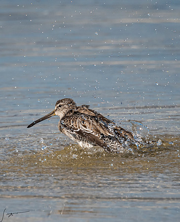 ShortBilledDowitcherFtDesoto20190410_0006
