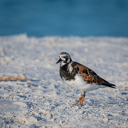 RuddyTurnstoneBreedingAdultFtDesoto20190408_0004