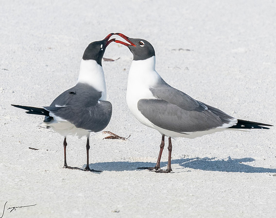 LaughingGullFtDesoto20190408_0423
